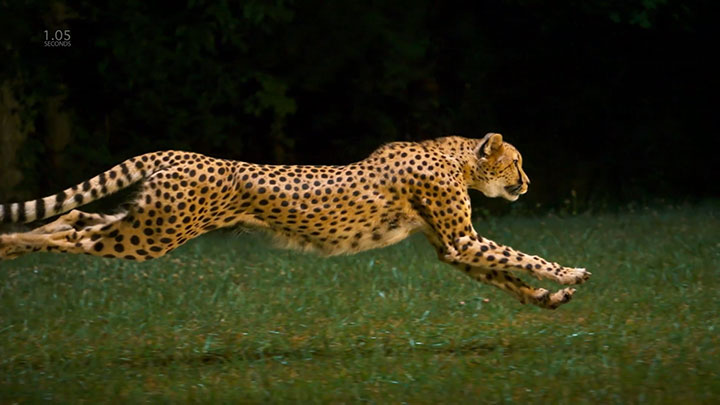 Admire la elegancia del guepardo a toda velocidad con este hermoso video en cámara lenta - Kiubole