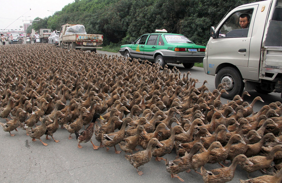El tráfico se detiene pues más de 5.000 patos cruzan la calle en Zhejiang, China