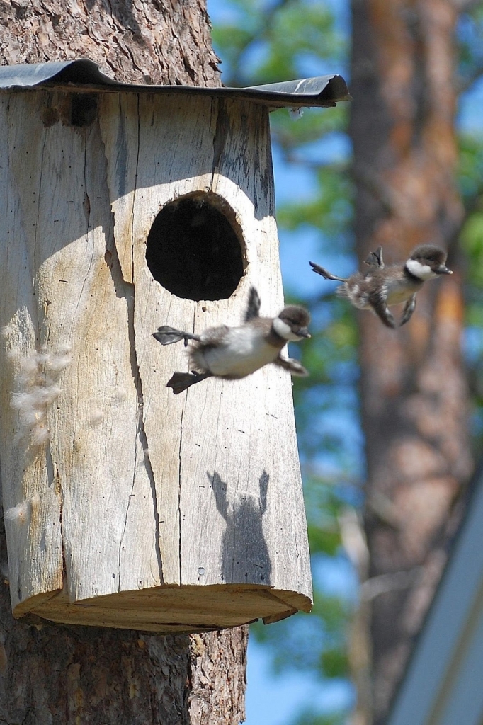 Gansos canadienses bebés dejando el nido por primera vez