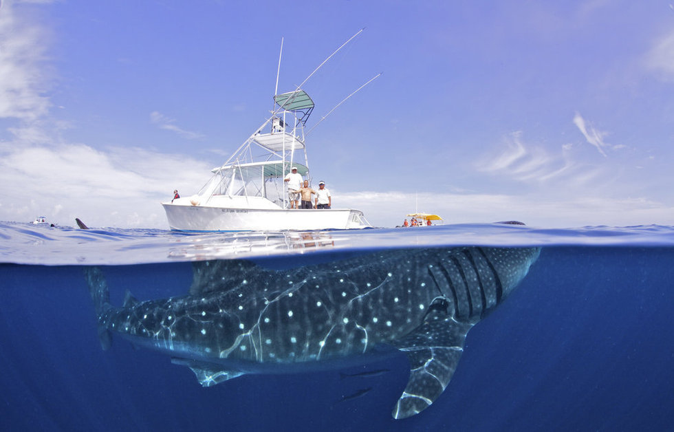 Un curioso tiburón ballena visita a un barco