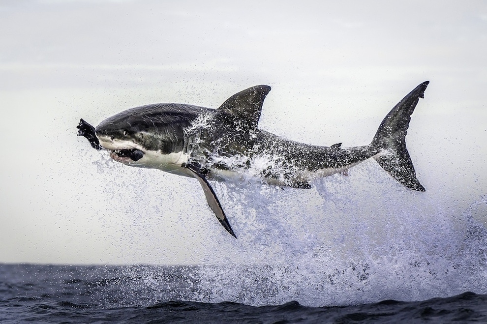 Un gran tiburón blanco se vuelve aéreo en la Ciudad del Cabo, Sudáfrica