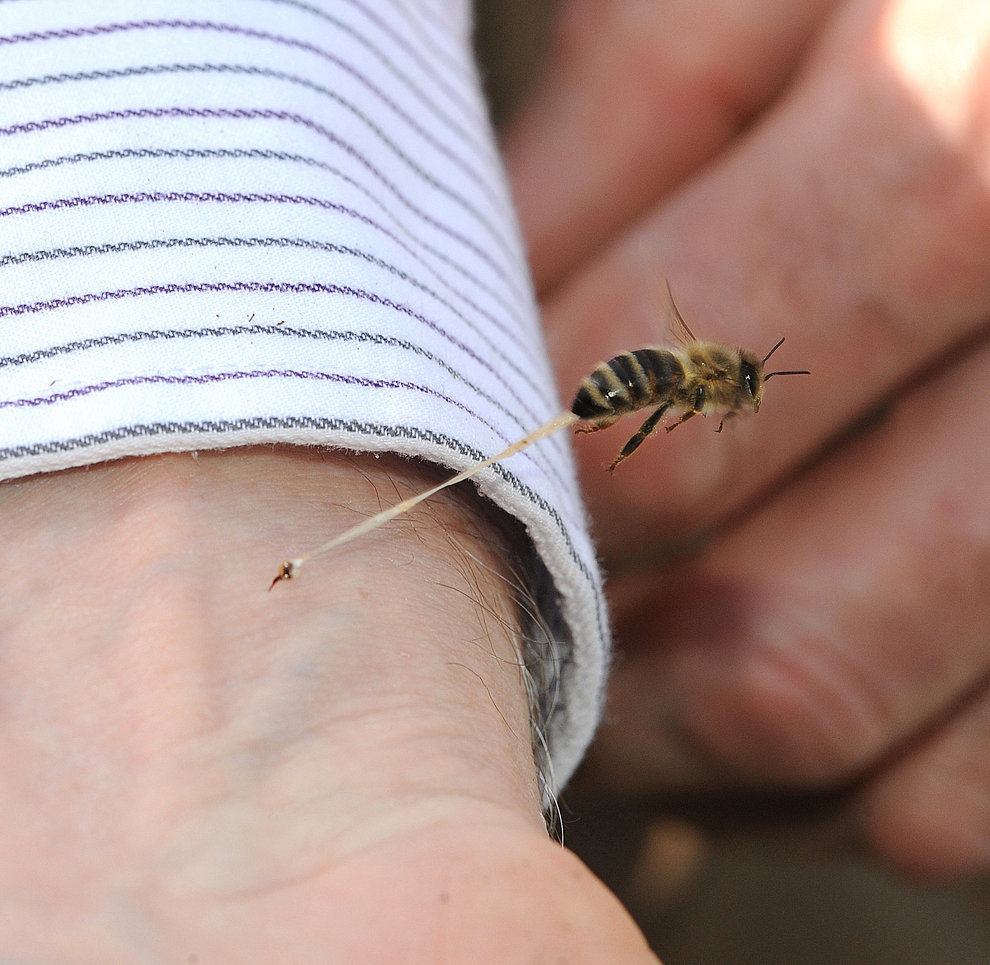 Una abeja pica a Kathy Keatley Garvey de UC Davis por última vez