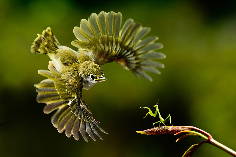 Una mantis religiosa se enfrenta a un pájaro