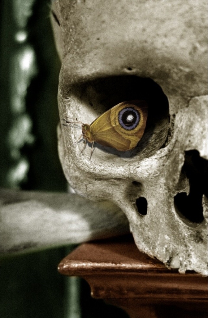Una polilla polyphemus descansa en un cráneo humano