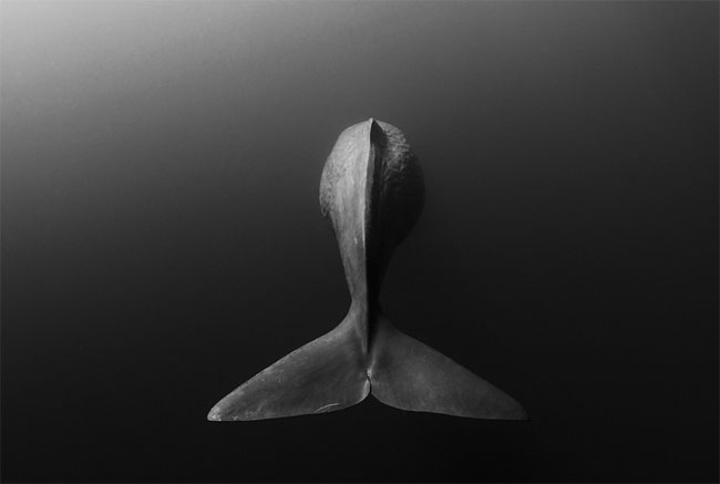 Ganadores del concurso de fotografía submarina 2014