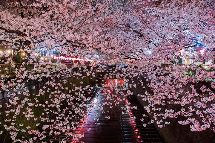 Disfruta de la paz mental al contemplar la flor de cerezo que florece en Japón