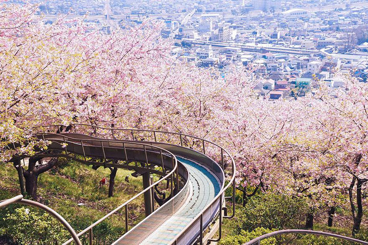 Disfruta de la paz mental al contemplar la flor de cerezo que florece en Japón1