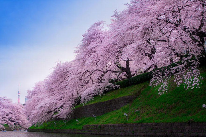 Disfruta de la paz mental al contemplar la flor de cerezo que florece en Japón2