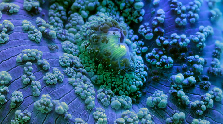SLOW LIFE, explora la impresionante belleza de los arrecifes de coral llenos de vida y color1