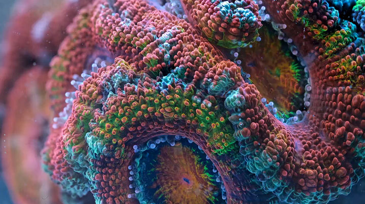 SLOW LIFE, explora la impresionante belleza de los arrecifes de coral llenos de vida y color2