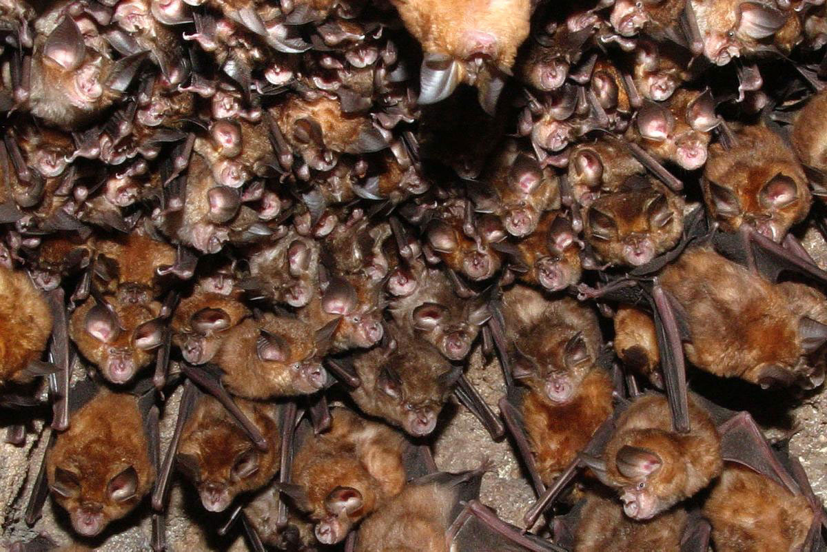 colonia de murciélagos