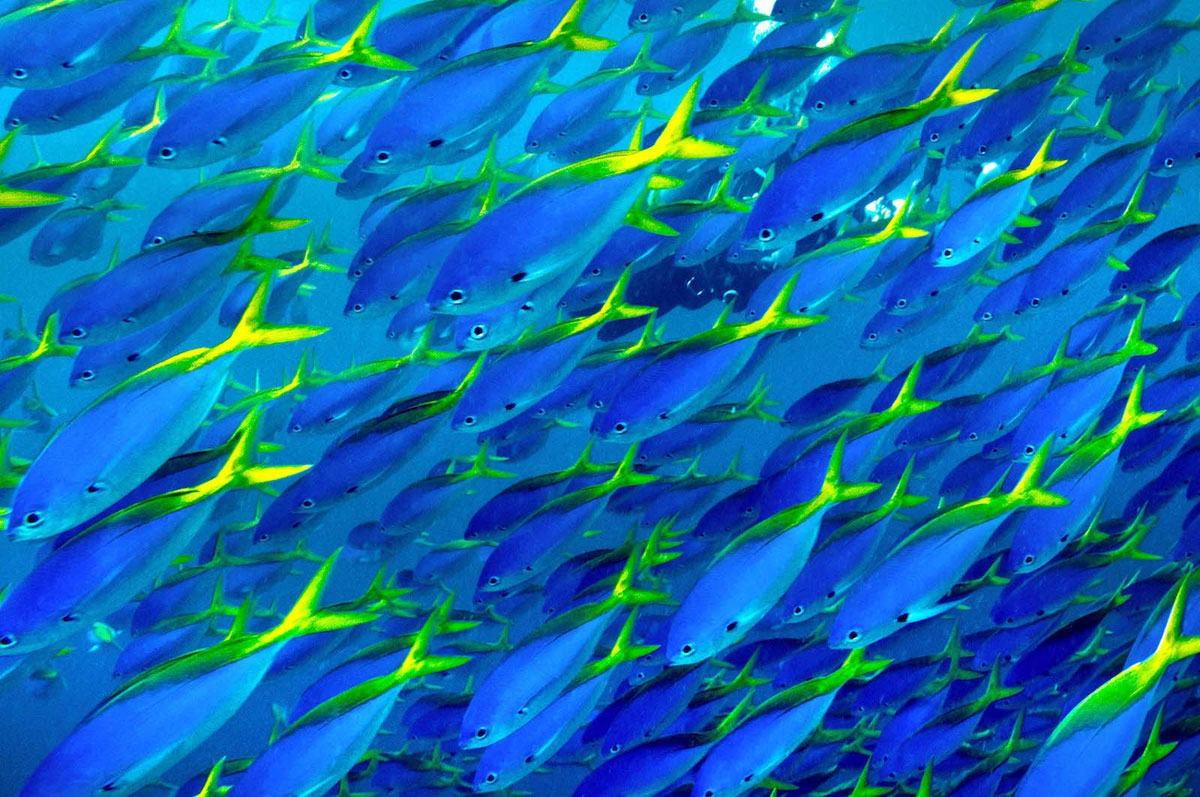 colonia de peces tropicales