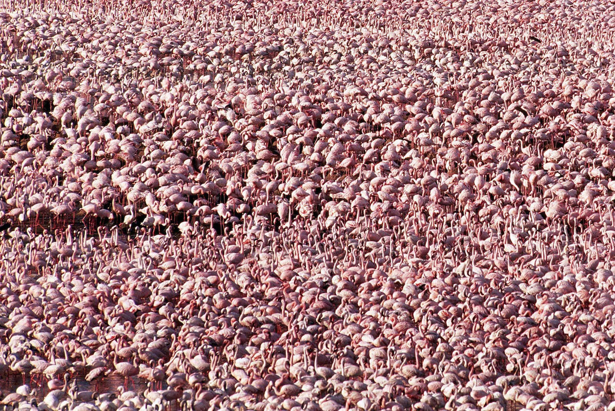 colonia flamingos rosas