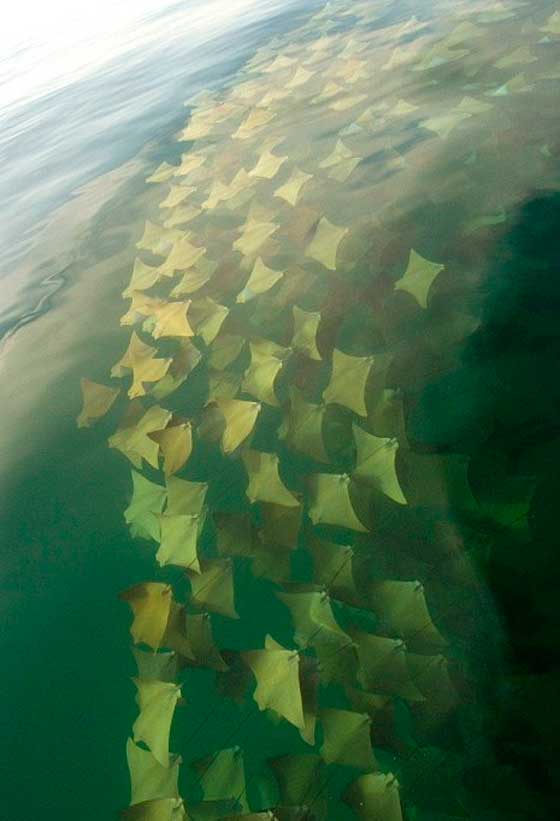 La gran migración: Miles de majestuosas mantarrayas nadan hacía nuevos oceános