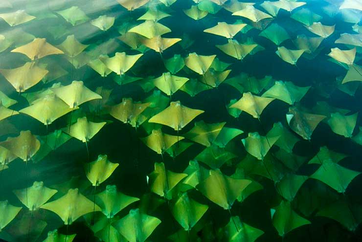 La gran migración: Miles de majestuosas mantarrayas nadan hacía nuevos oceános