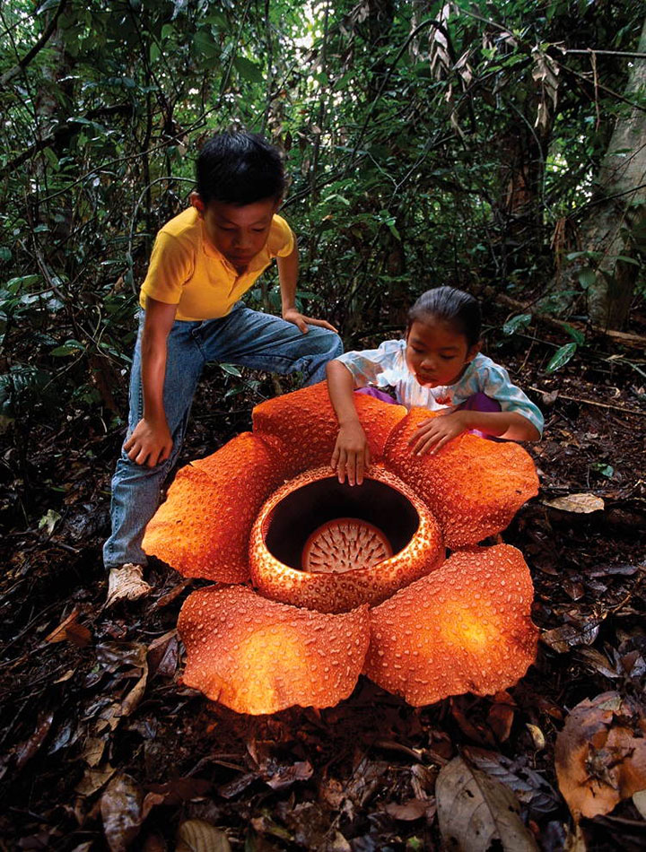 rafflesia arnoldi
