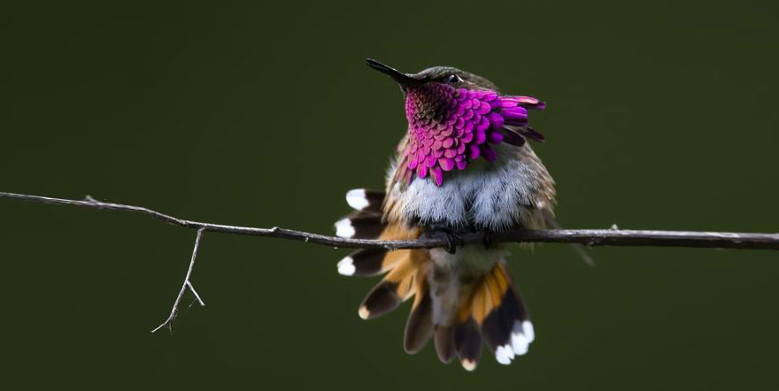 colibri-eliot