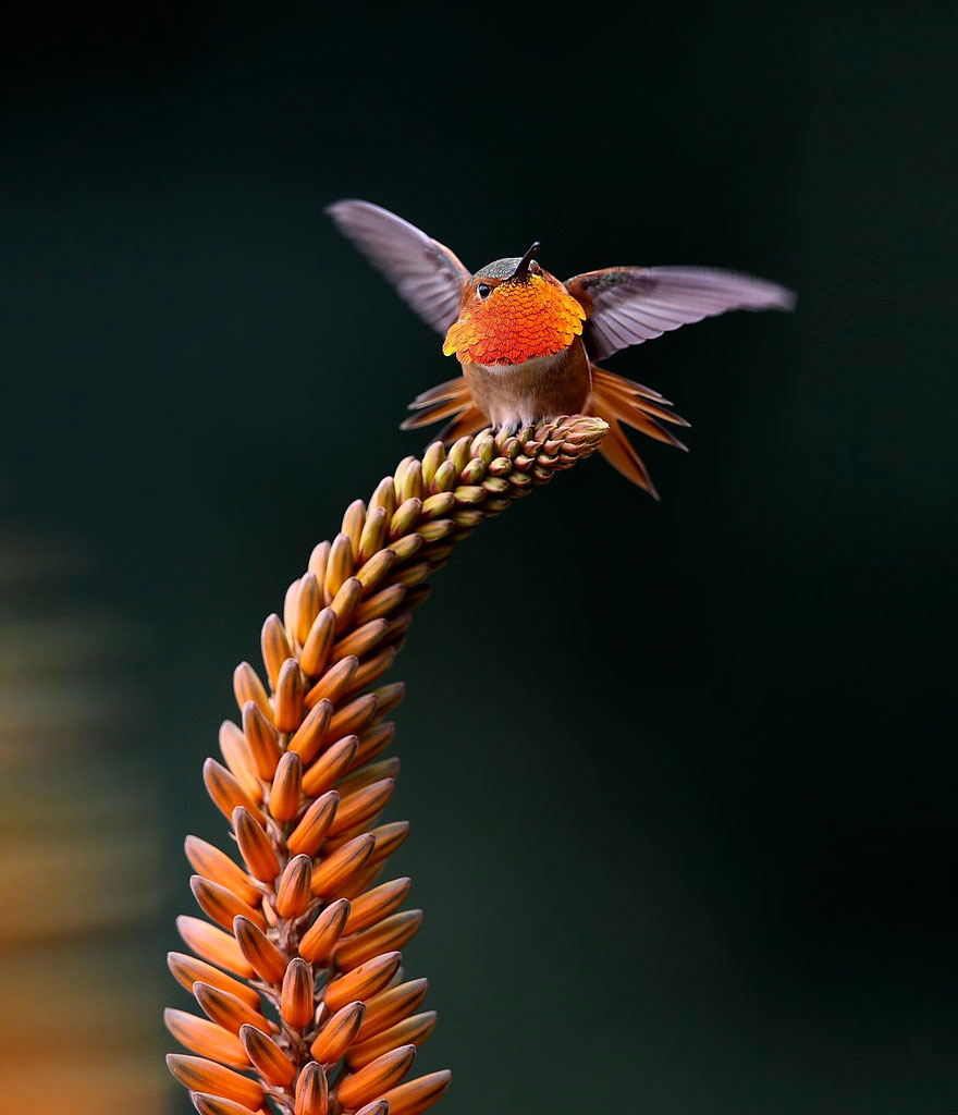colibri rufo